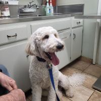 Pedley Veterinary Hospital ico