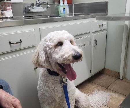 Pedley Veterinary Hospital