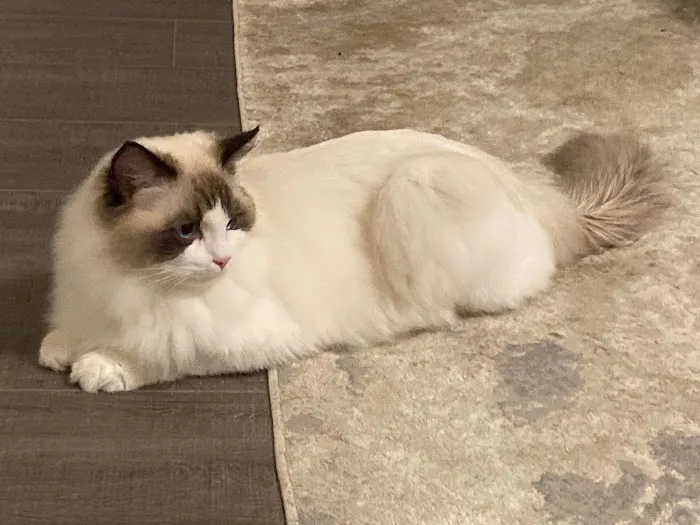 Ragdoll Picture 1