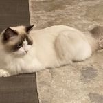 Ragdoll