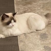 Ragdoll ico