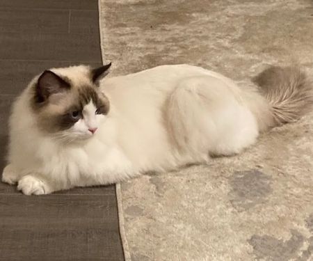 Ragdoll