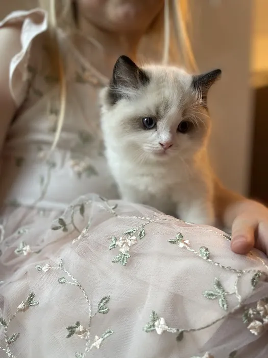 Ragdoll Picture 2