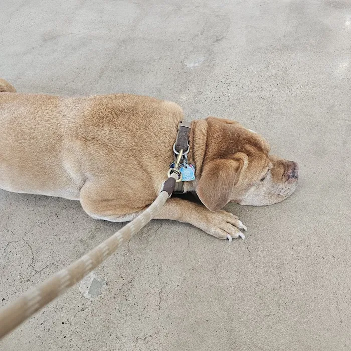 Ardmore Animal Hospital Picture 1