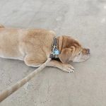 Ardmore Animal Hospital