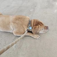 Ardmore Animal Hospital ico