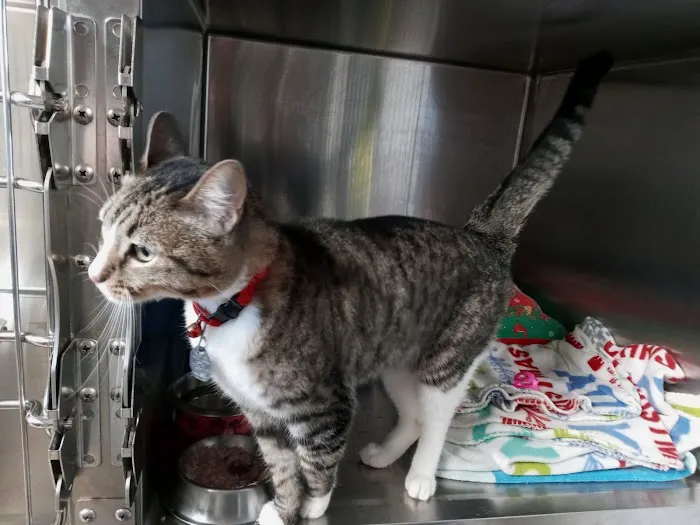 Ardmore Animal Hospital Picture 9
