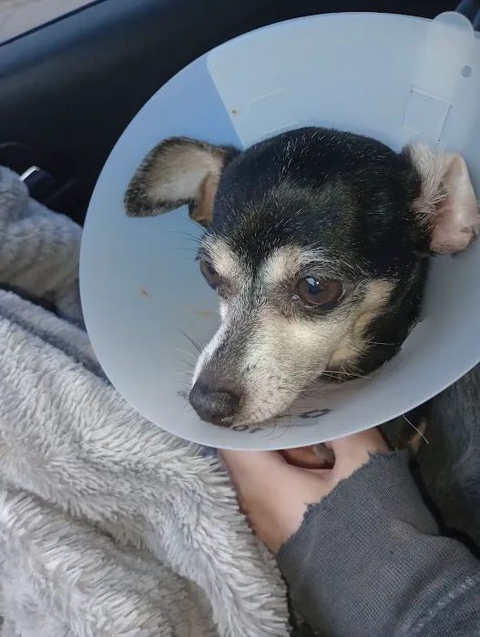 Ardmore Animal Hospital Picture 10