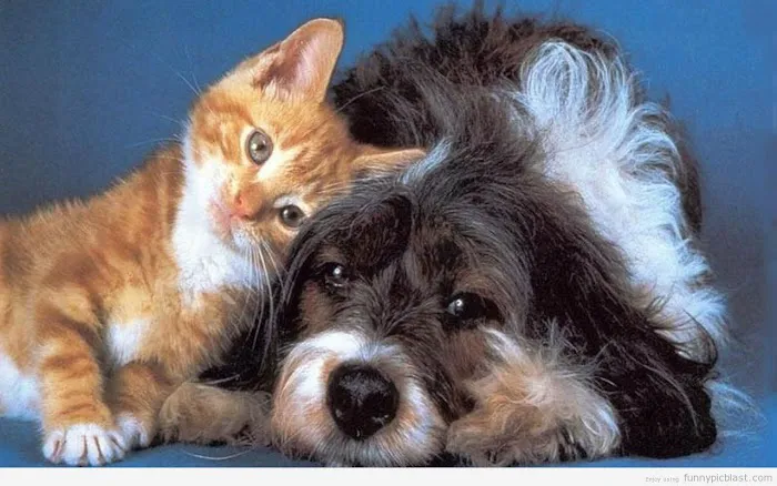 Westwood Veterinary Hospital- Doug Aldridge, DVM Picture 4
