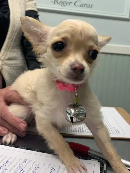 Westwood Veterinary Hospital Picture 1