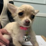Westwood Veterinary Hospital