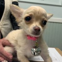 Westwood Veterinary Hospital ico