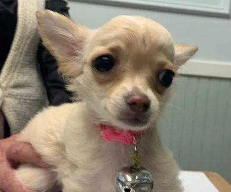 Westwood Veterinary Hospital