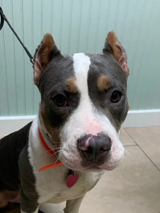 Westwood Veterinary Hospital Picture 7