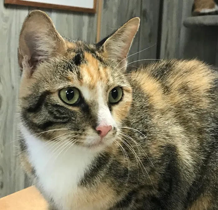 Westwood Veterinary Hospital Picture 10
