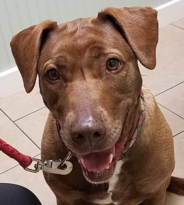 Westwood Veterinary Hospital Picture 6