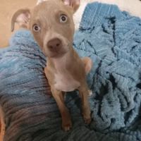 Carter County Animal Hospital ico