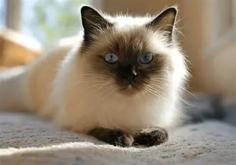 How to Help a Cat Adjust to a New Home Environment: Expert Tips and Advice