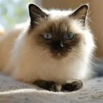 How to Help a Cat Adjust to a New Home Environment: Expert Tips and Advice