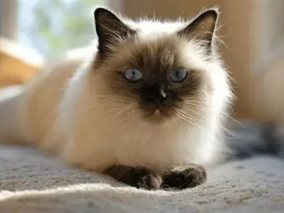 How to Help a Cat Adjust to a New Home Environment: Expert Tips and Advice