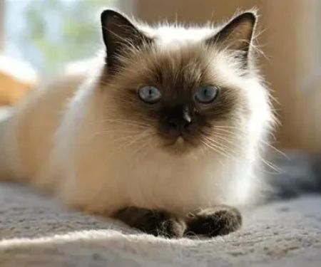 How to Help a Cat Adjust to a New Home Environment: Expert Tips and Advice