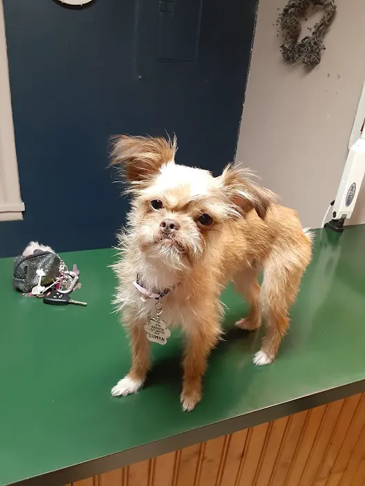 Family Pet Clinic Picture 1