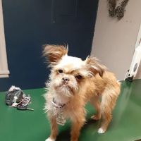 Family Pet Clinic ico