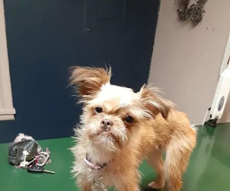 Family Pet Clinic