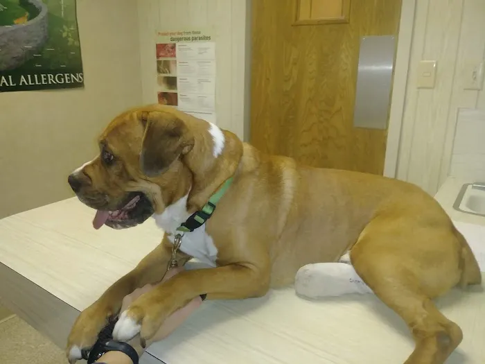 Family Pet Clinic Picture 2