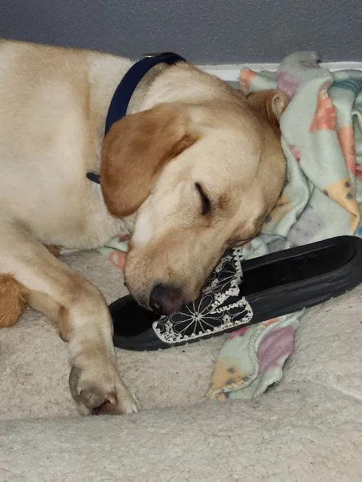 Cross Timbers Veterinary Hospital Picture 1