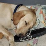 Cross Timbers Veterinary Hospital