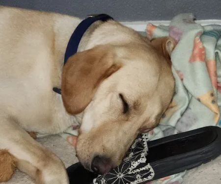 Cross Timbers Veterinary Hospital