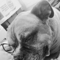 Carpenter Veterinary Clinic ico