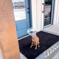 Cross Timbers Veterinary Hospital ico