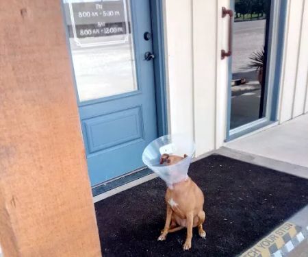 Cross Timbers Veterinary Hospital