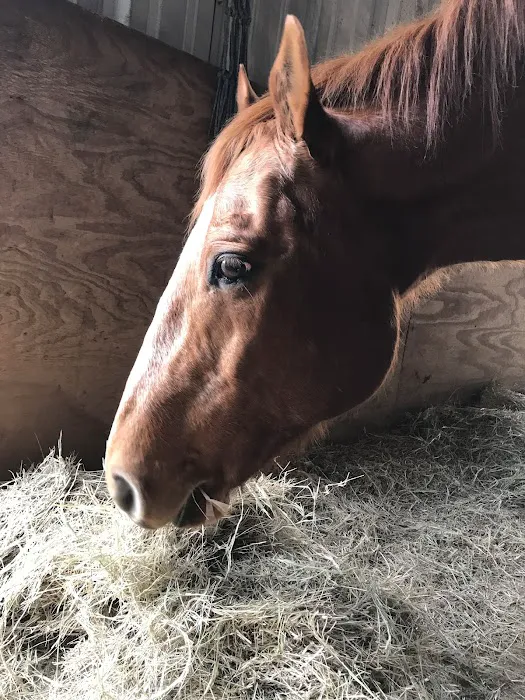 Equine Performance Veterinarians, PLLC Picture 1