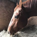 Equine Performance Veterinarians, PLLC