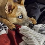 Animal Medical Care