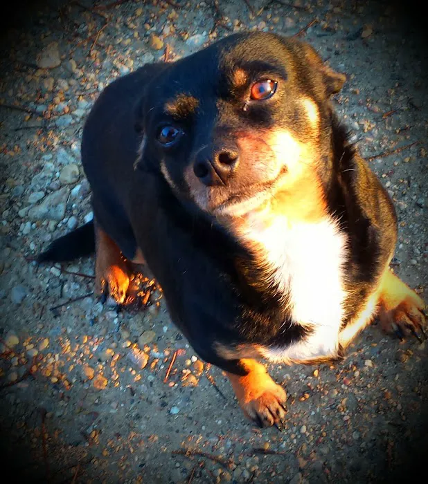 Animal Medical Care Picture 7