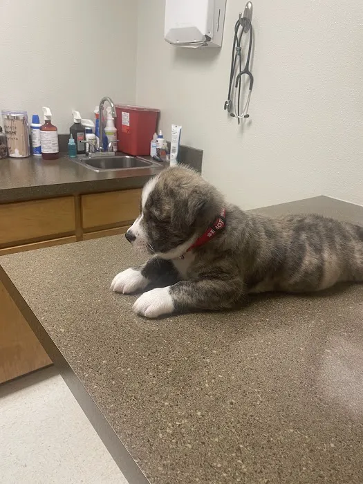 Animal Medical Care Picture 5