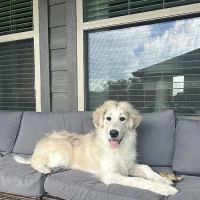 Temple Veterinary Hospital of Western Hills ico
