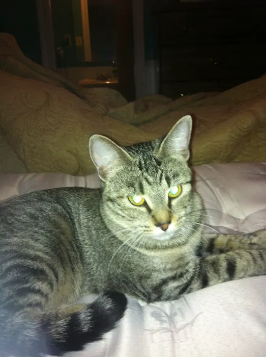Temple Veterinary Hospital of Western Hills Picture 4