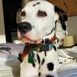 Loop 363 Animal Hospital