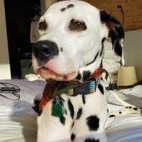 Loop 363 Animal Hospital ico
