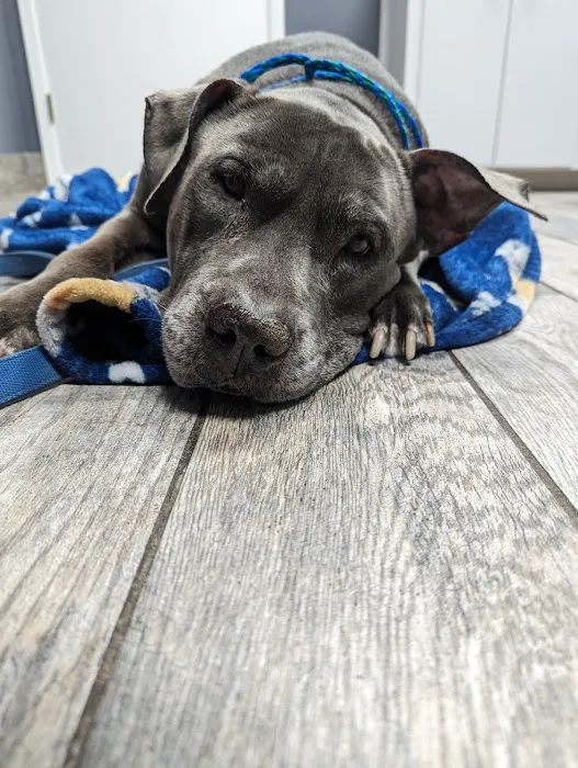 Loop 363 Animal Hospital Picture 8
