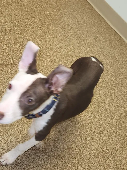 Fairfield Veterinary Hospital Picture 5