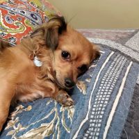 Comanche County Veterinary ico