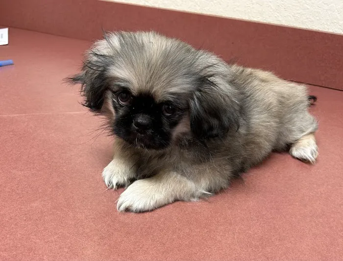 Comanche County Veterinary Picture 10