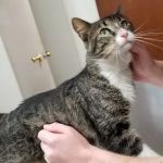Bryan County Animal Hospital