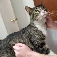 Bryan County Animal Hospital ico